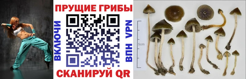 Псилоцибиновые грибы Psilocybine cubensis  Клинцы 